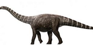 An artist’s impression of Rhoetosaurus brownei, (c) Queensland Museum 2014. Credit: Konstantinov, Atuchin & Hocknull. Credit: University of Queensland