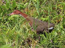 Last Surviving Flightless Bird Species Rose From The Dead