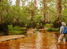 One Of The Oldest Known Living Trees In Eastern North America Is At Least 2,624 Years Old