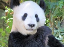 Pandas have a strange mix of have herbivore and carnivore traits.