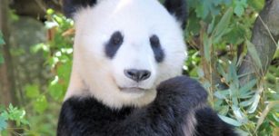 Pandas have a strange mix of have herbivore and carnivore traits.