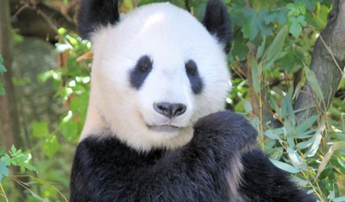 Pandas have a strange mix of have herbivore and carnivore traits.