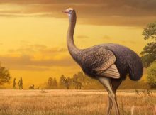 Giant Prehistoric Bird The Size Of A Polar Bear Discovered In Crimean Cave