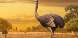 Giant Prehistoric Bird The Size Of A Polar Bear Discovered In Crimean Cave