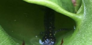 Pitcher plant with a trapped salamander. Credit: University of Guelph