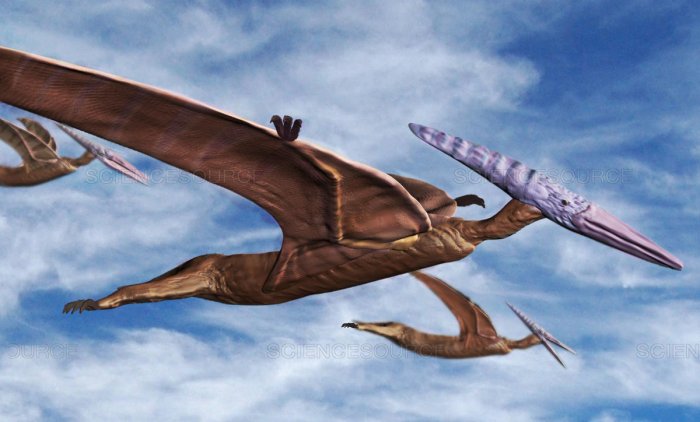 a pterodactyl