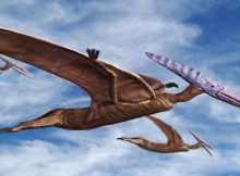 Pterodactyls in Flight - Spencer Sutton/Science Source