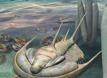 The new species is about 500 million years old, and is the largest Cambrian trilobite discovered in Australia. It grew to around 30 cm in length, which is almost twice the size of other Australian trilobites of similar age.