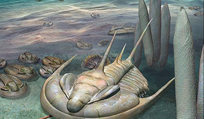 The new species is about 500 million years old, and is the largest Cambrian trilobite discovered in Australia. It grew to around 30 cm in length, which is almost twice the size of other Australian trilobites of similar age.