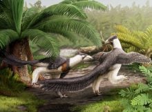 This new chicken-sized, carnivorous dinosaur lived in a world populated by giants.