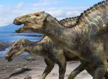 Reconstruction of Kamuysaurus japonicus (Kobayashi Y., et al, Scientific Reports, September 5, 2019)