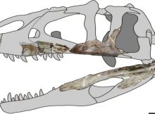 Siamraptor skull reconstruction. Image credit: Chokchaloemwong et al., 2019