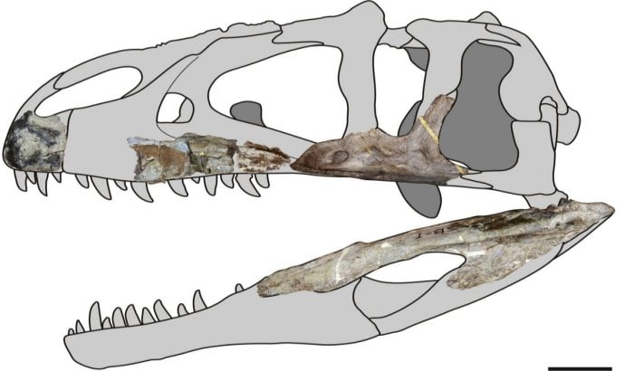 Siamraptor suwati: A New Species Of Giant Predatory Dinosaur Found In ...