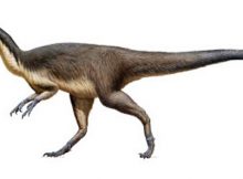 Australian feathered polar dinosaur. Copyright Peter Trusler