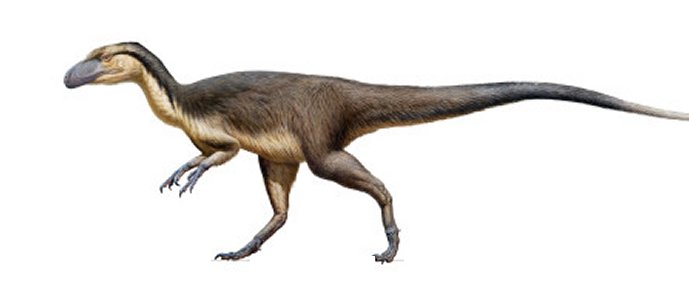 Australian feathered polar dinosaur. Copyright Peter Trusler