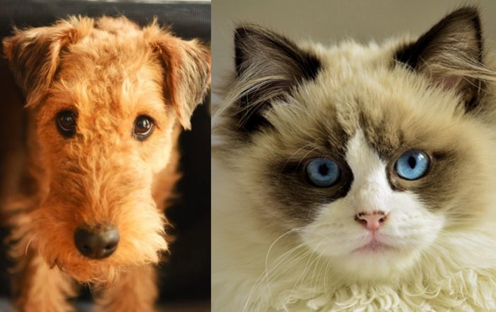 Your Pet Does Have A Facial Expression And You Can Learn How To Read It