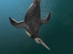 Giant Human-Sized Penguins Ruled The World After Dinosaurs Died Out ...