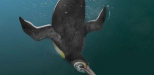 Giant Human-Sized Penguins Ruled The World After Dinosaurs Died Out