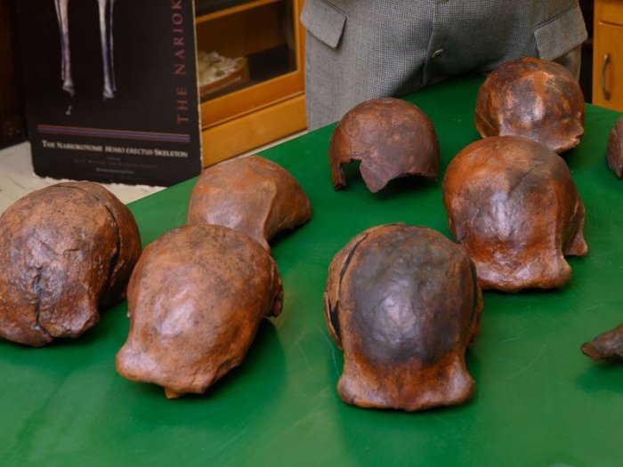 Homo Erectus skulls