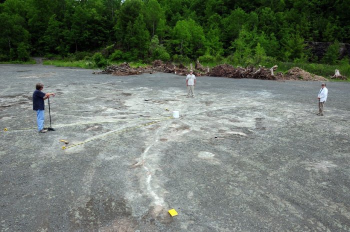 World's Oldest Forest Discovered In New York