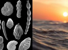 Ancient Marine Fossils Shed New Light On Longstanding Climate Puzzle