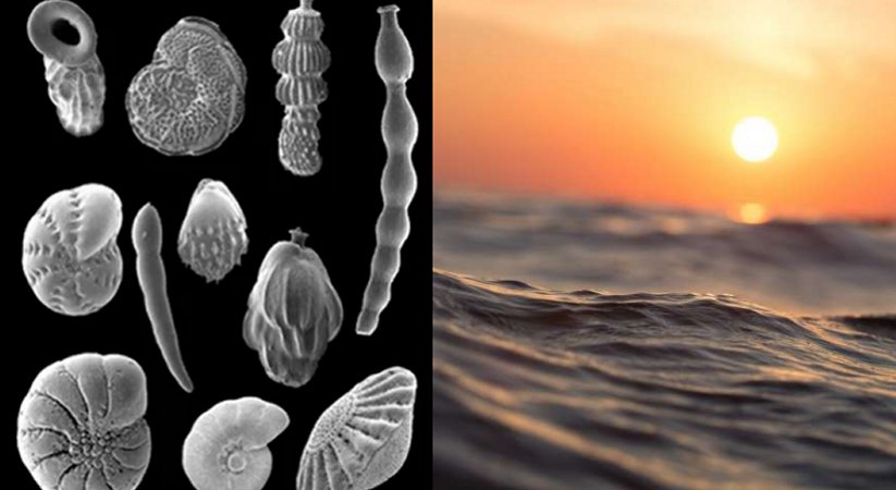 Ancient Marine Fossils Shed New Light On Longstanding Climate Puzzle