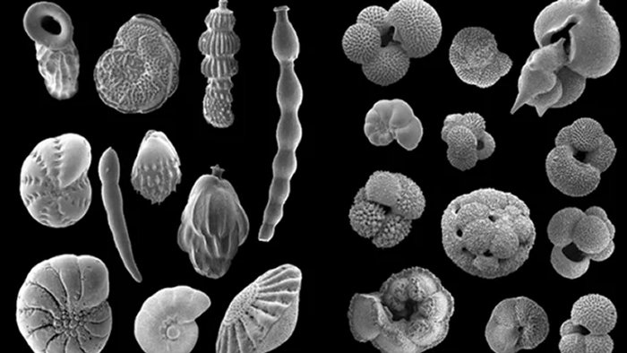 Ancient Marine Fossils Shed New Light On Longstanding Climate Puzzle