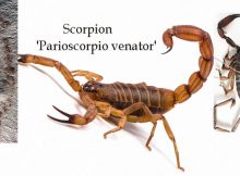 Oldest scorpion on earth