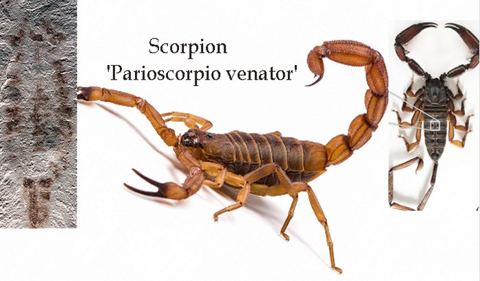 Oldest scorpion on earth