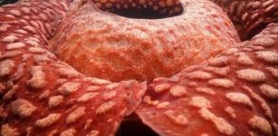 World's Largest' Flower - Giant Rafflesia Tuan-Mudae Spotted In Indonesia