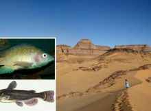 Discovery Of Fish In The Sahara – What More Is Buried Under The Sand?