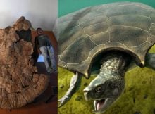 Meet Stupendemys - Giant Turtle With Horns And Shell Up To Three Meter Discovered In South America