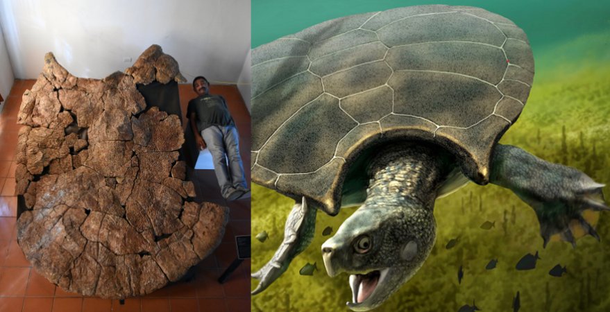 Meet Stupendemys - Giant Turtle With Horns And Shell Up To Three Meter Discovered In South America