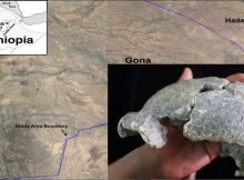 Gona, Ethiopia Discovery: Smallest 'Homo Erectus' Cranium In Africa And Stone Tools - Unearthed