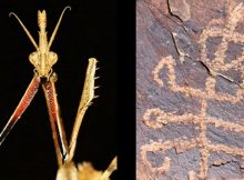 Ancient Mantis-Man Petroglyph Discovered In Teymareh, Iran