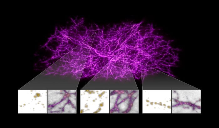 Strange Slime Mold Behavior Used To Map Hidden Web Of Universe's Dark ...