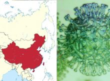 Scientists Warned China Of A Dangerous Virus Outbreak Like Coronavirus 12 Years Ago