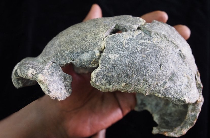 Gona, Ethiopia Discovery: Smallest 'Homo Erectus' Cranium In Africa And Stone Tools - Unearthed