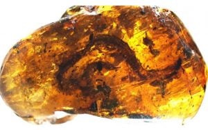 smallest dinosaur in amber