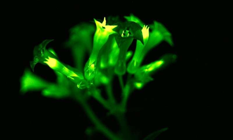 Avatar-Like Bright Glowing Plants Produce Billion Photons Per Minute 