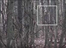 Strange Large Creature Lurking In Salt Fork State Park, Ohio – Is It Bigfoot?