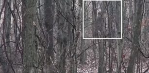 Strange Large Creature Lurking In Salt Fork State Park, Ohio – Is It Bigfoot?