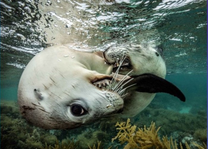 Amazing Photos From The Underwater Competition DEEP Indonesia – Here Are The Winners