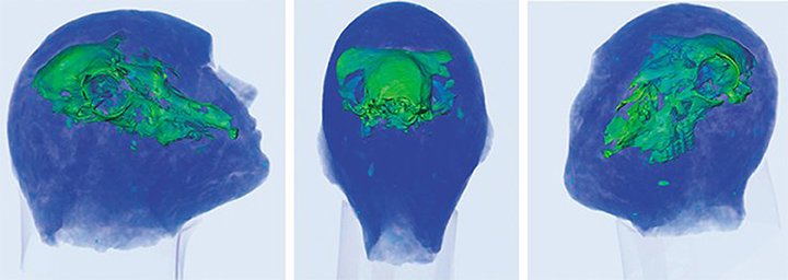 Mystery Of Unique 2,100-Year-Old Human Clay Head With A Ram's Skull Inside