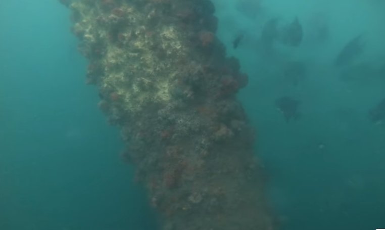 60,000-Year-Old Lost Underwater Forest Discovered Off Alabama’s Coast