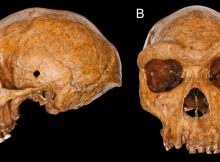 Skull From Broken Hill, Zambia Is Relatively Young - New Analysis Shows