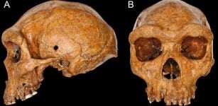 Skull From Broken Hill, Zambia Is Relatively Young - New Analysis Shows