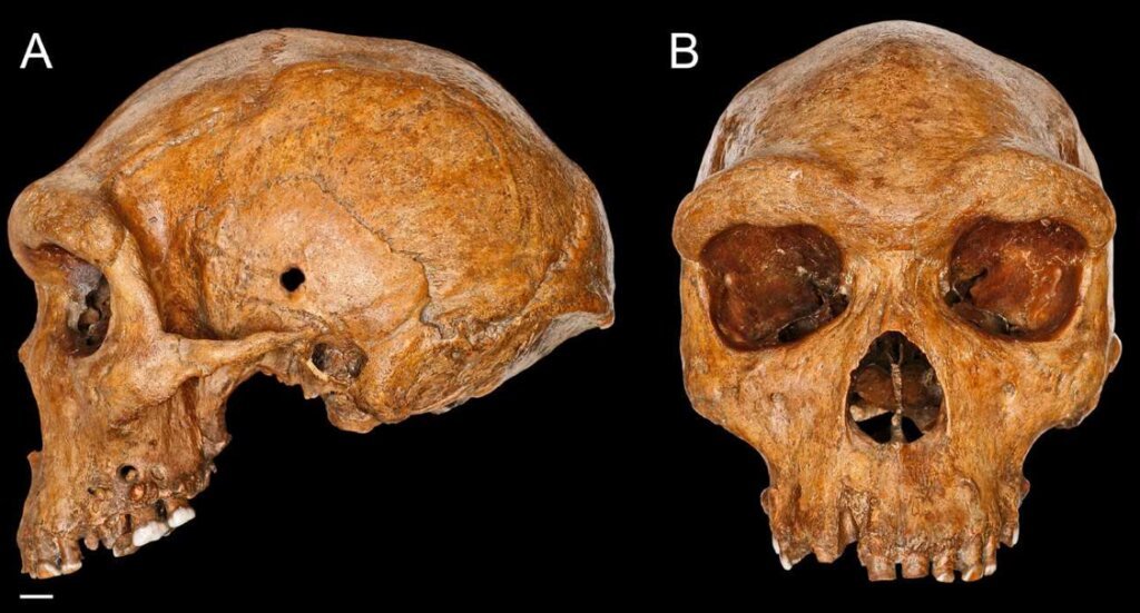 Skull From Broken Hill, Zambia Is Relatively Young - New Analysis Shows