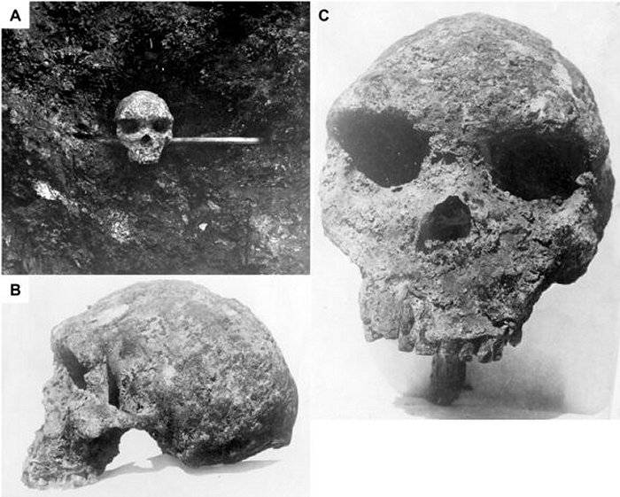 Skull From Broken Hill, Zambia Is Relatively Young - New Analysis Shows