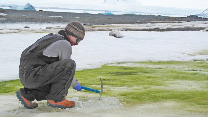 Antarctica Will Be Green Again – Scientists Say